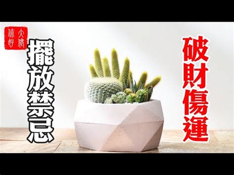 仙人掌風水陽台|仙人掌擺放在哪裡才好呢？有什麼擺放講究嗎？